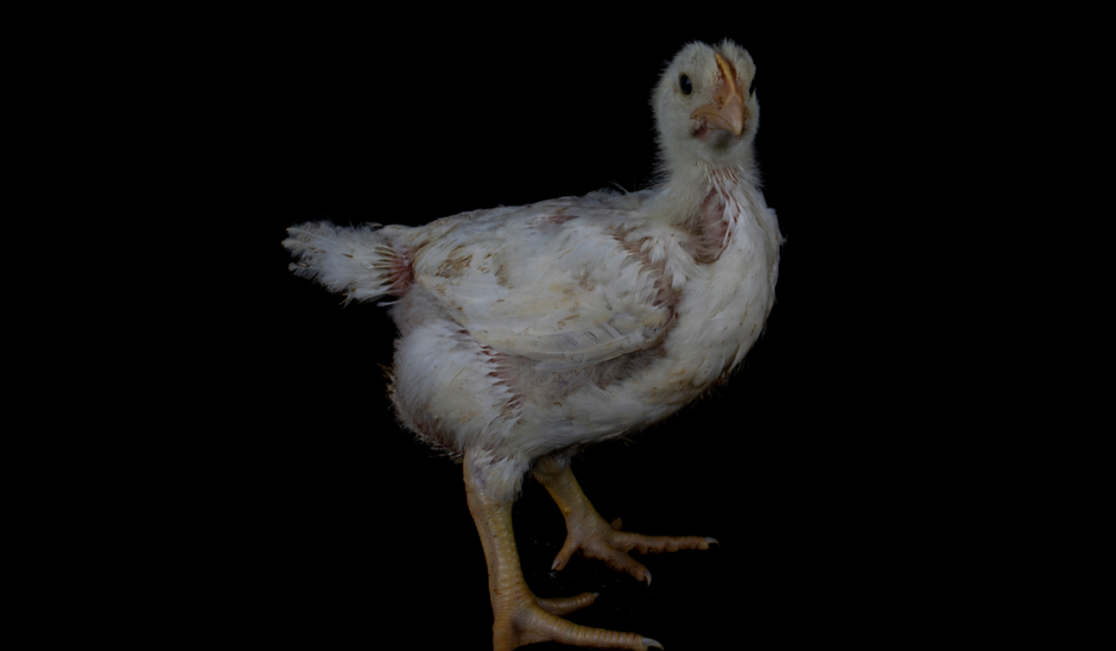 3 week old broiler chicken