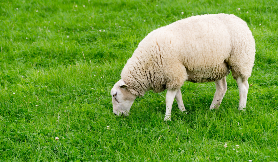 Can Sheep Eat Goat Feed? Farmhouse Guide