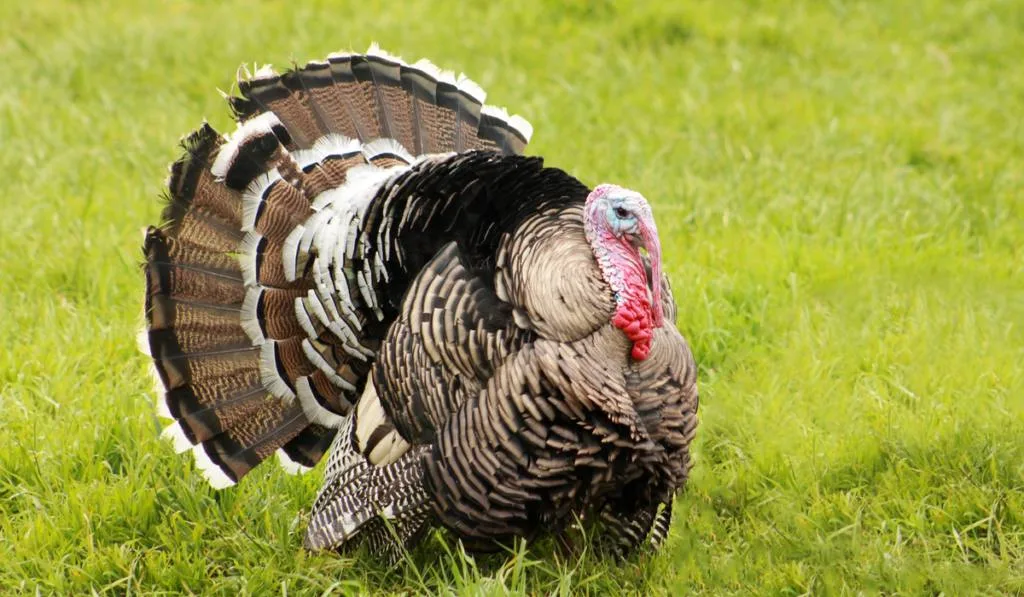 A Heritage Breed Narragansett Tom Turkey in a Pasture
