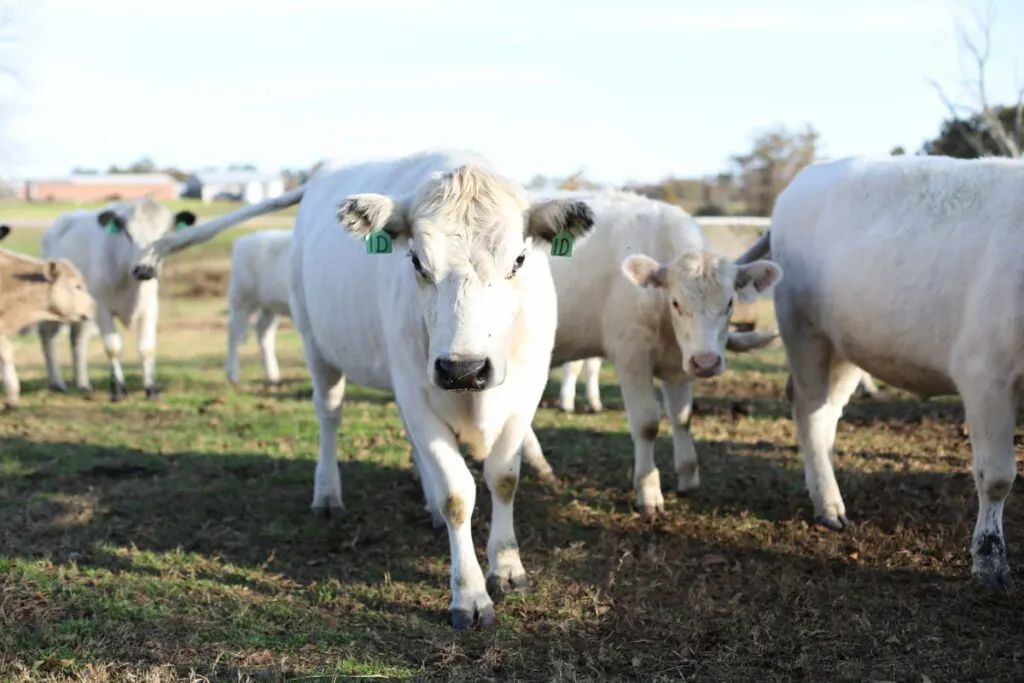 A Large Herd of British White Cattle roaming in the farmland 