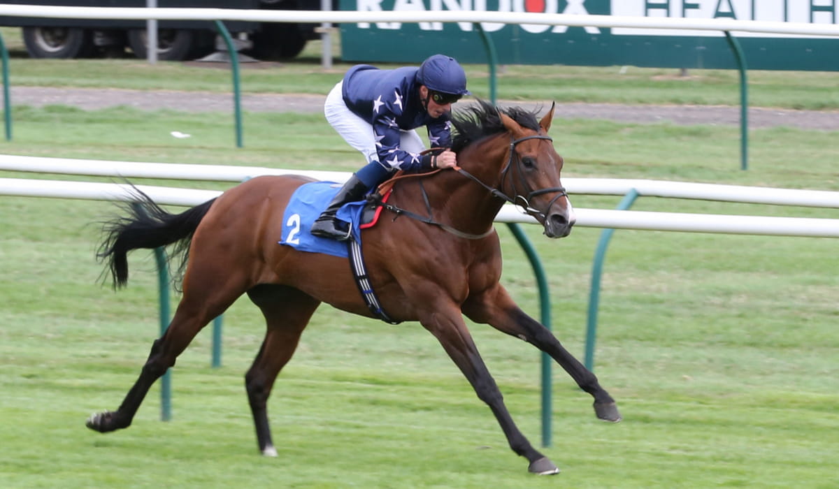 Top Quarter Horse Bloodlines for Each Discipline Farmhouse Guide