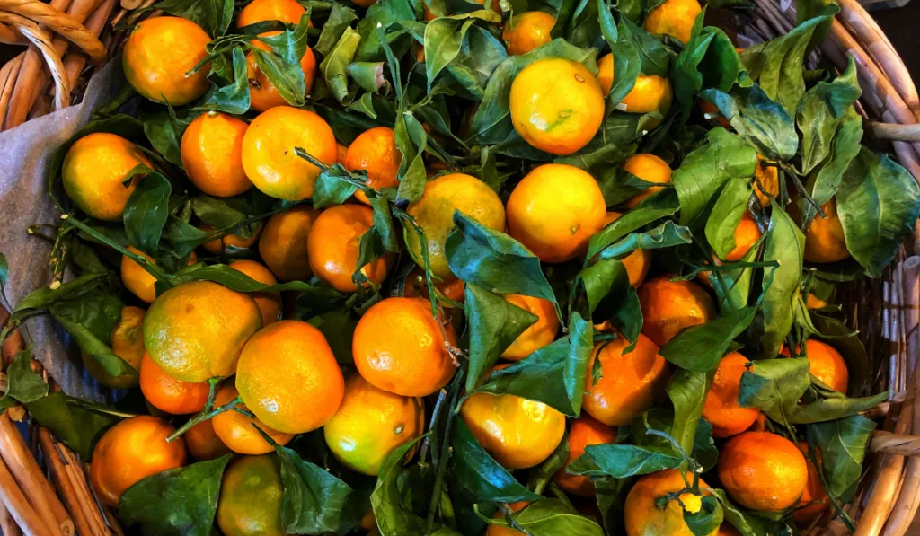 A basket of organic oranges