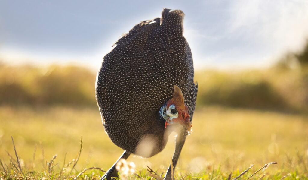 A beautiful Helmeted Guineafowl foraging for food in a golden lit field at sunset