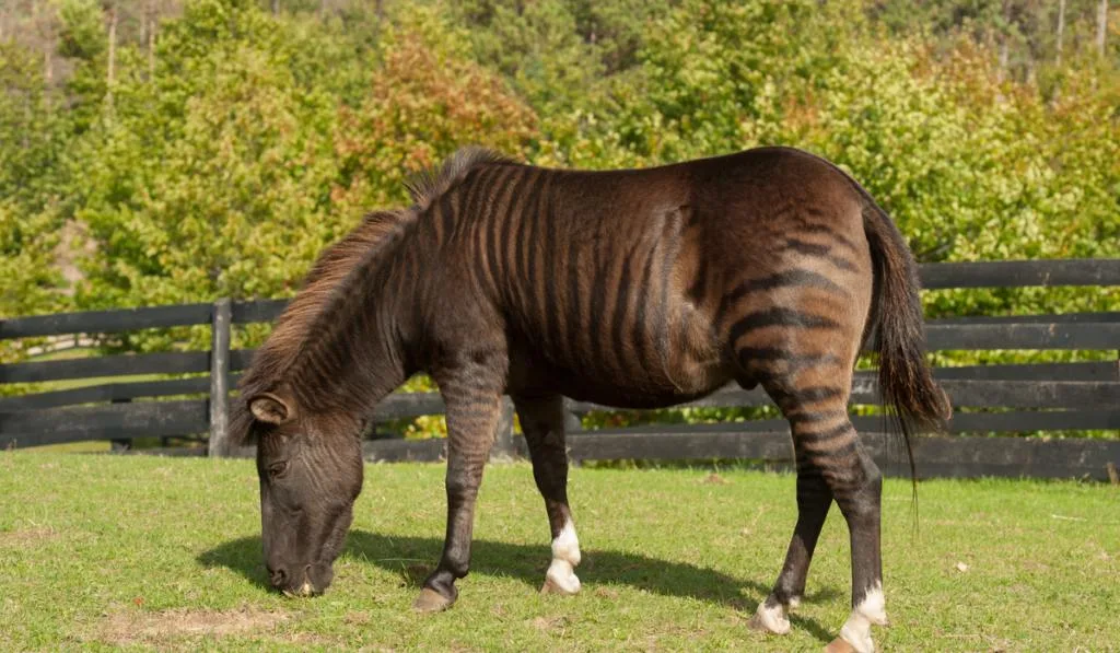 A beautiful brown zorse in a meadow