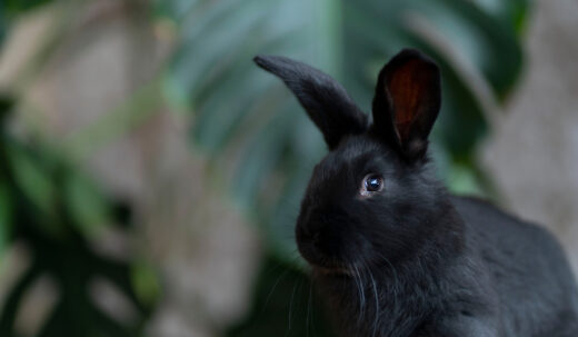 Complete List of Black Rabbit Breeds - Farmhouse Guide