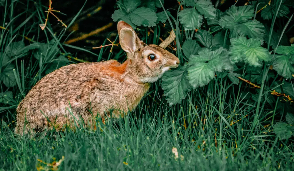 A bunny grabbing a bite to eat 