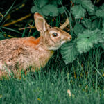 Do Wild Rabbits Bite? (and 4 ways to catch one)