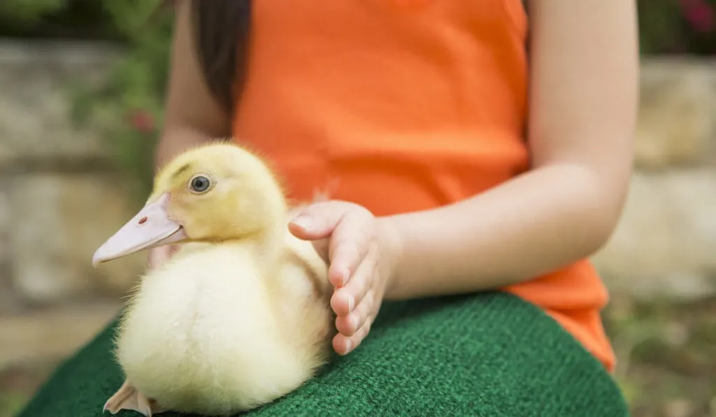 A child with a duckling on her lap 