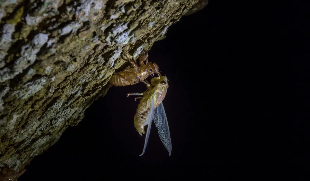 A cicada molting process. Cicada metamorphosis molt. 