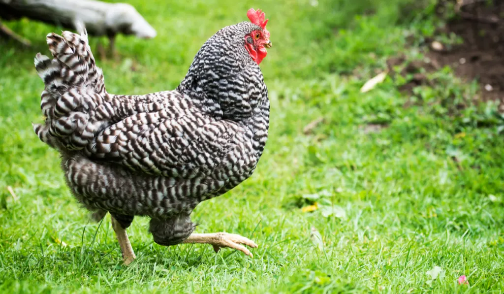 A close up of a free range Barred Rock or Dominique chicken 
