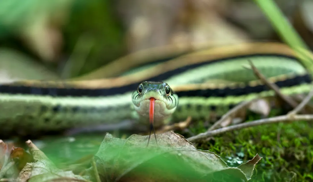 are garter snakes dangerous to dogs