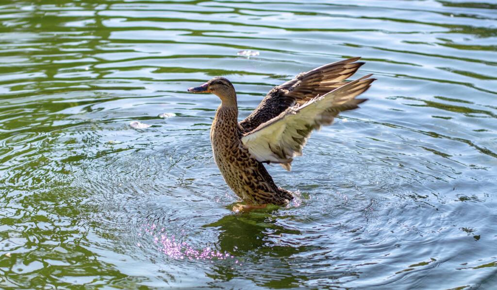 A duck shaking off its wings in the pond