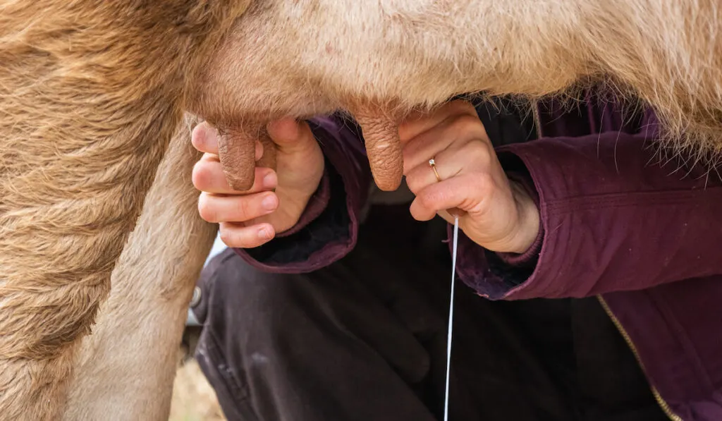 A farmer milking her cow