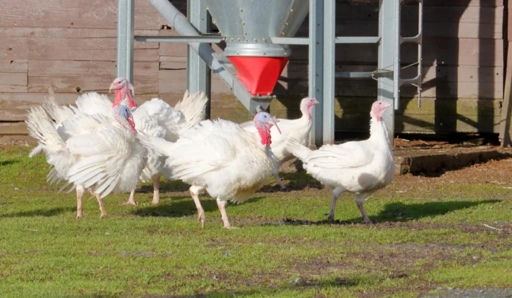 A flock of rare White Holland turkeys