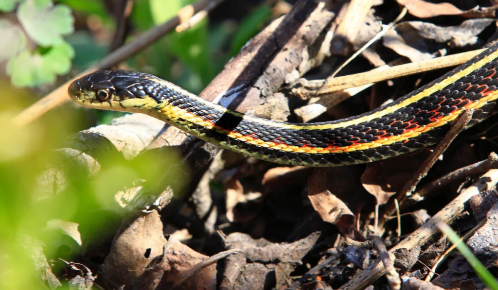 A garter snake crawling