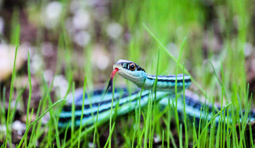 A garter snake crawling in the ground