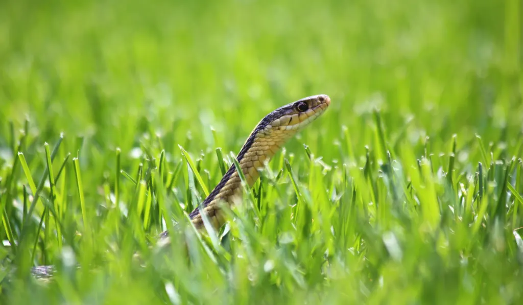 A garter snake slithering and peeking up 