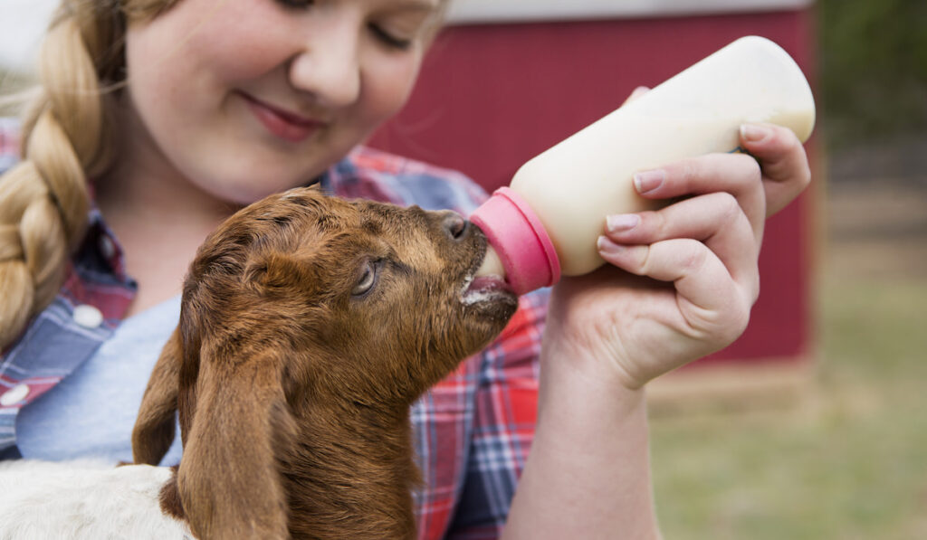 A girl bottle-feeding a baby goat