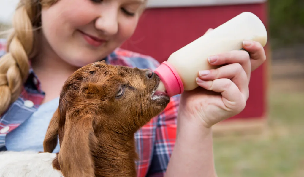 woman bottle feeding a goat