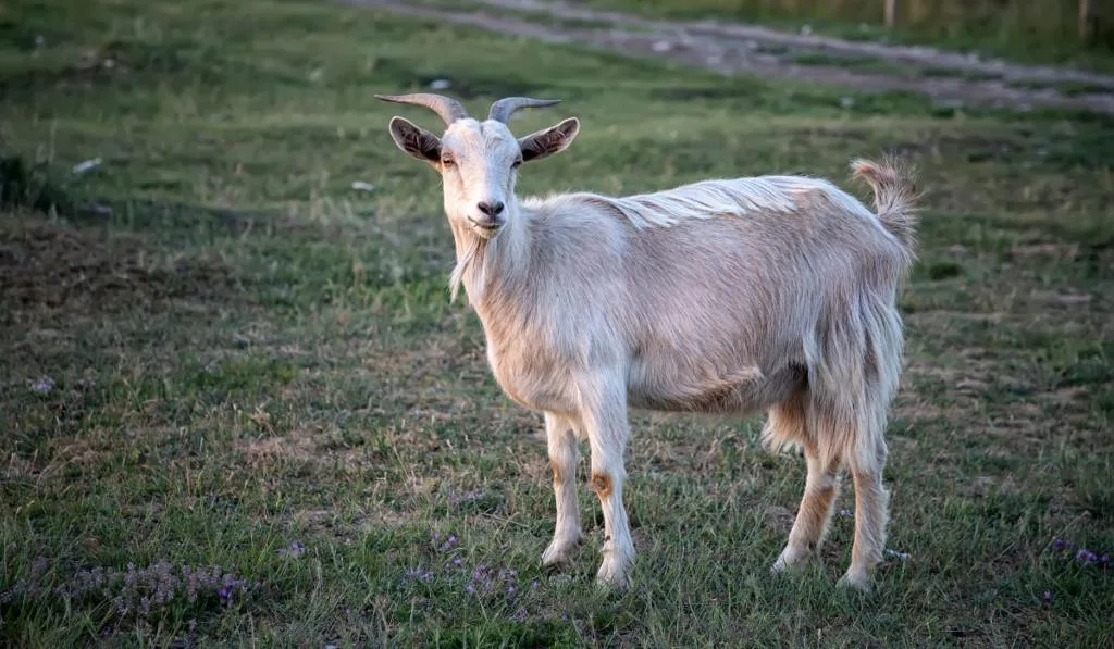 A goat on a farm on the green grass