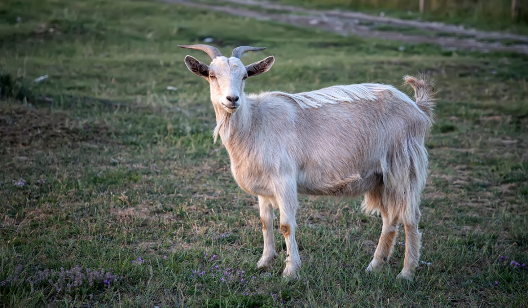 How Much Does a Goat Cost? —2021 Prices Farmhouse Guide