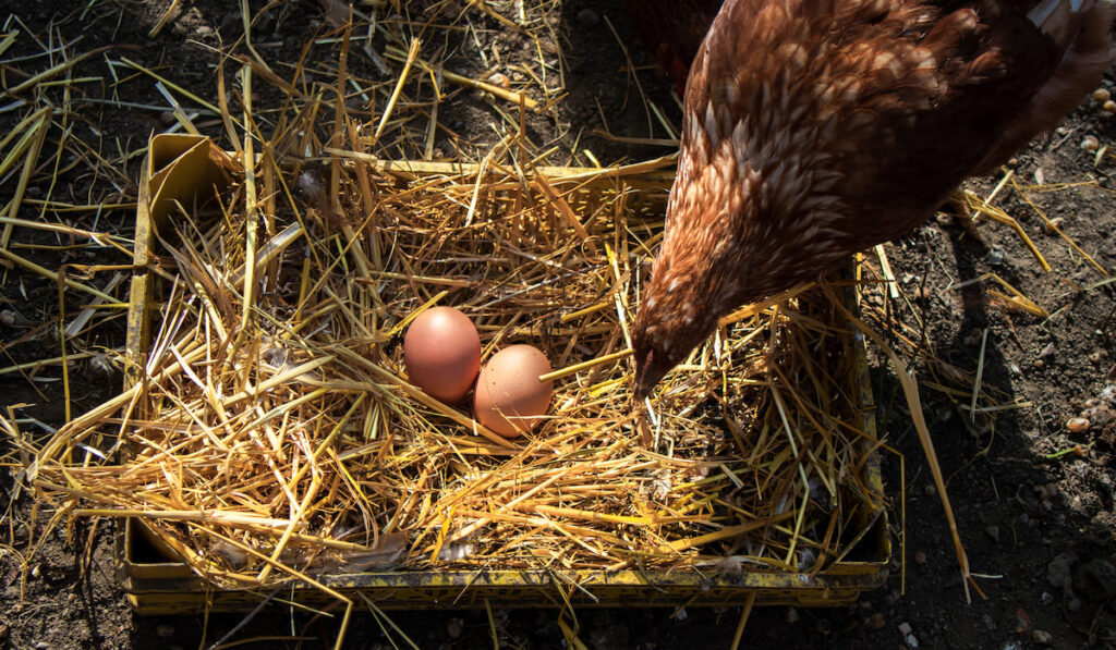 A hen checks her laid egg 