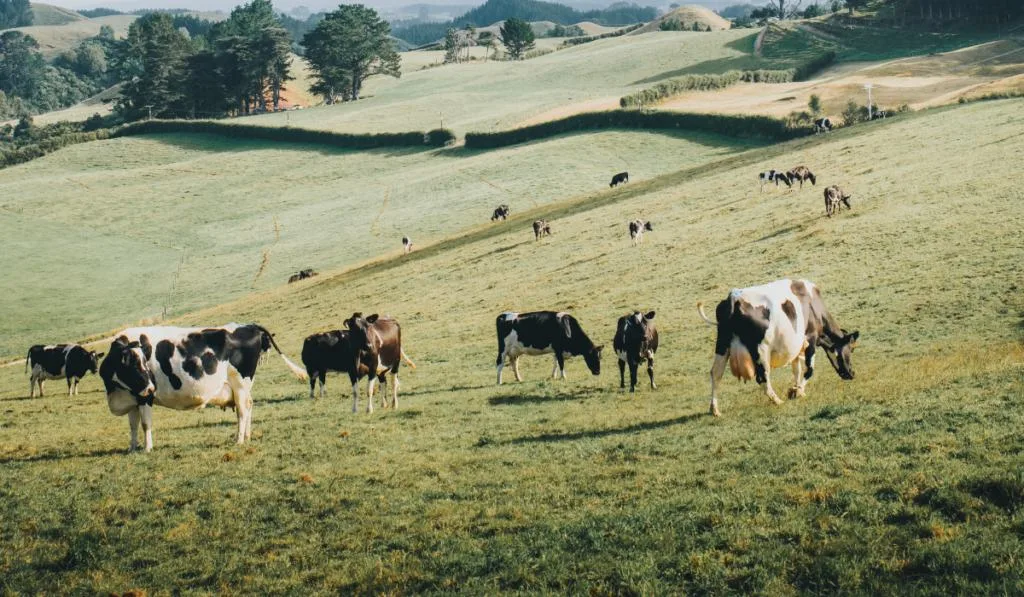 cows grazing on the field