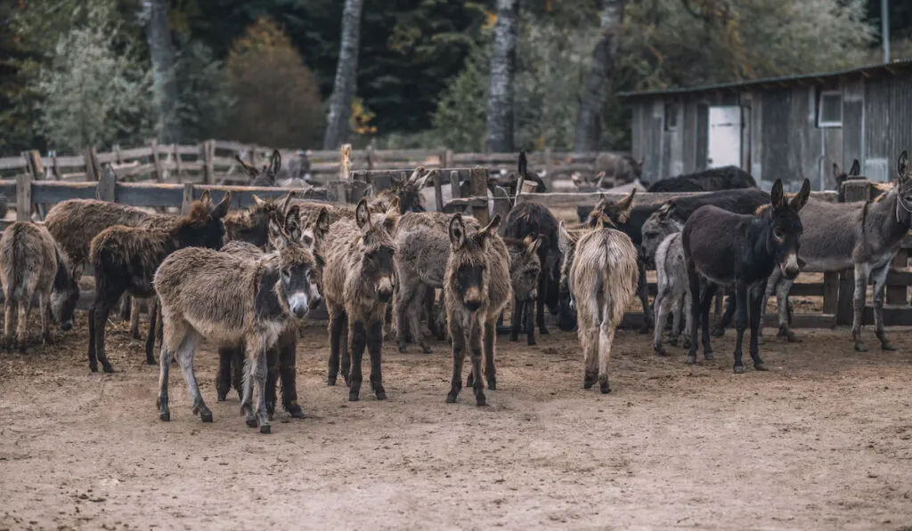 A herd of donkeys in a cattle-pen 