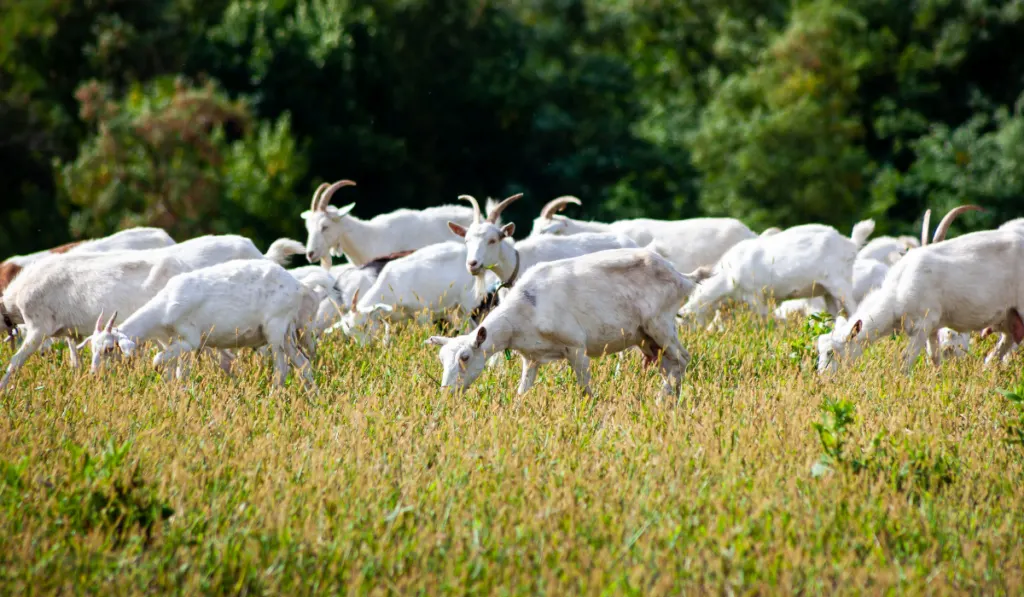 herd of white goats on the field eating grass