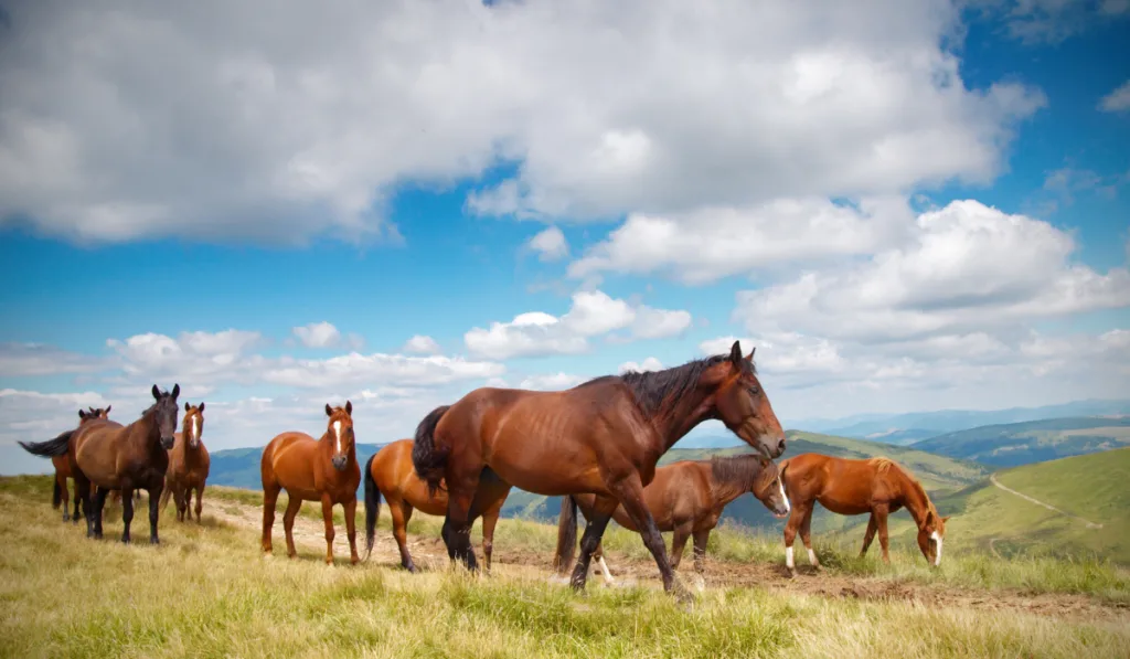 A herd of horses in the mountains
