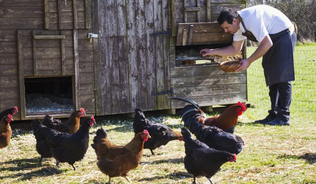 A man in an apron collecting the eggs from a chicken coop cleaning process