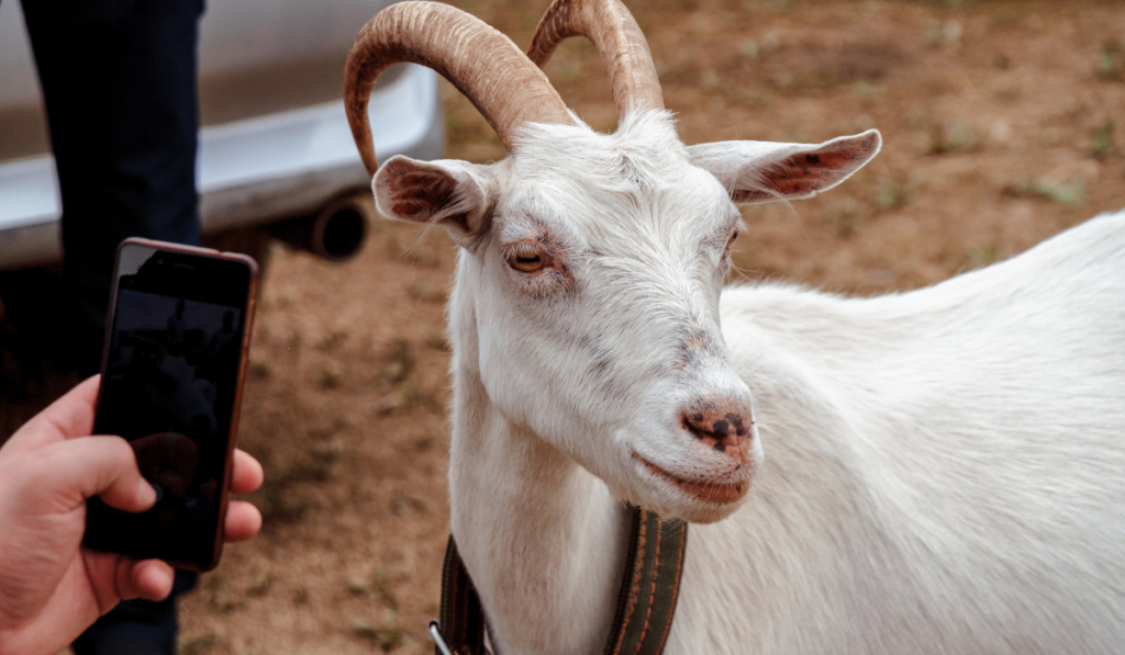 A man takes pictures of a white goat 