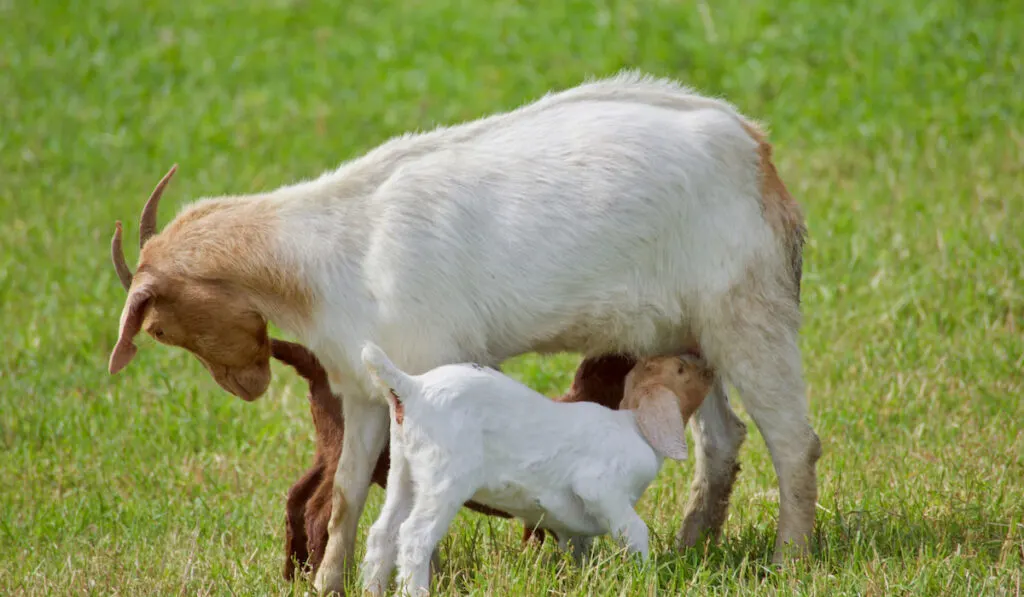 A mother goat nurses her kids 