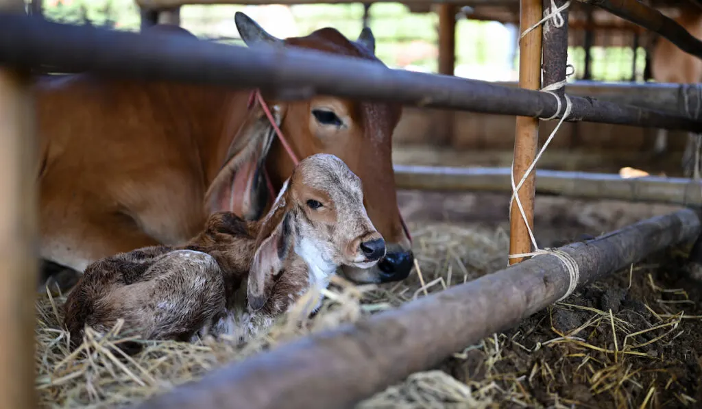 A new born calf with a mother cow on the farm