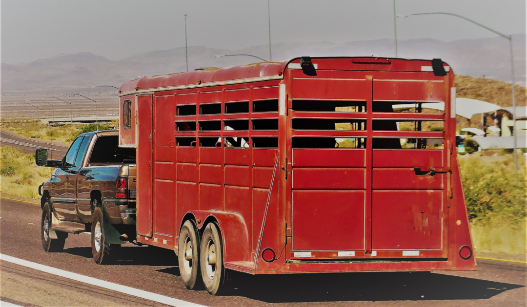 Do Livestock Trailers Have Titles? 4 Things You Need To Know