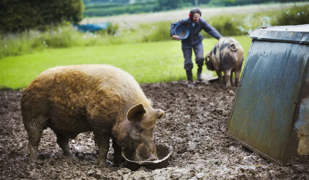 A pig eating from a bucket, a woman and a pig in the background 