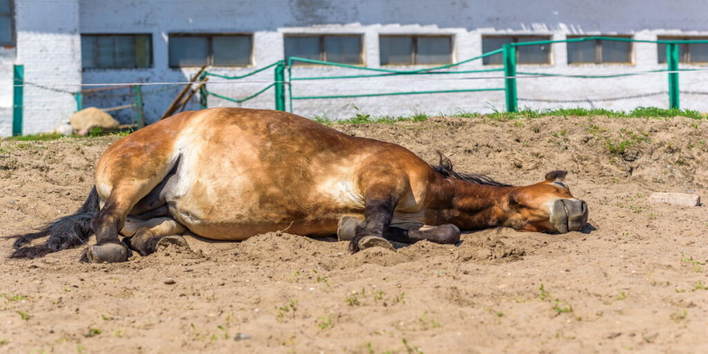 A pregnant horse is lying on the farm