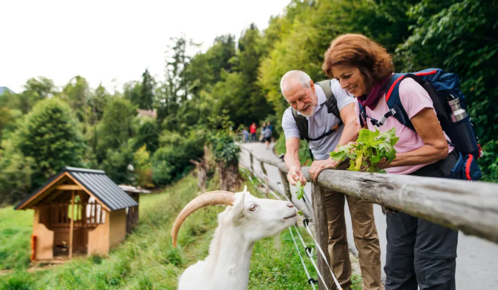 Senior couple on a hike feeding a goat on the countryside
