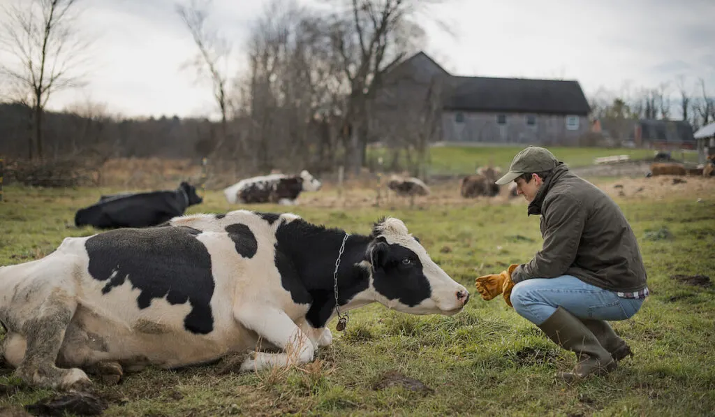 A small organic dairy farm with a mixed herd of cows and goats 