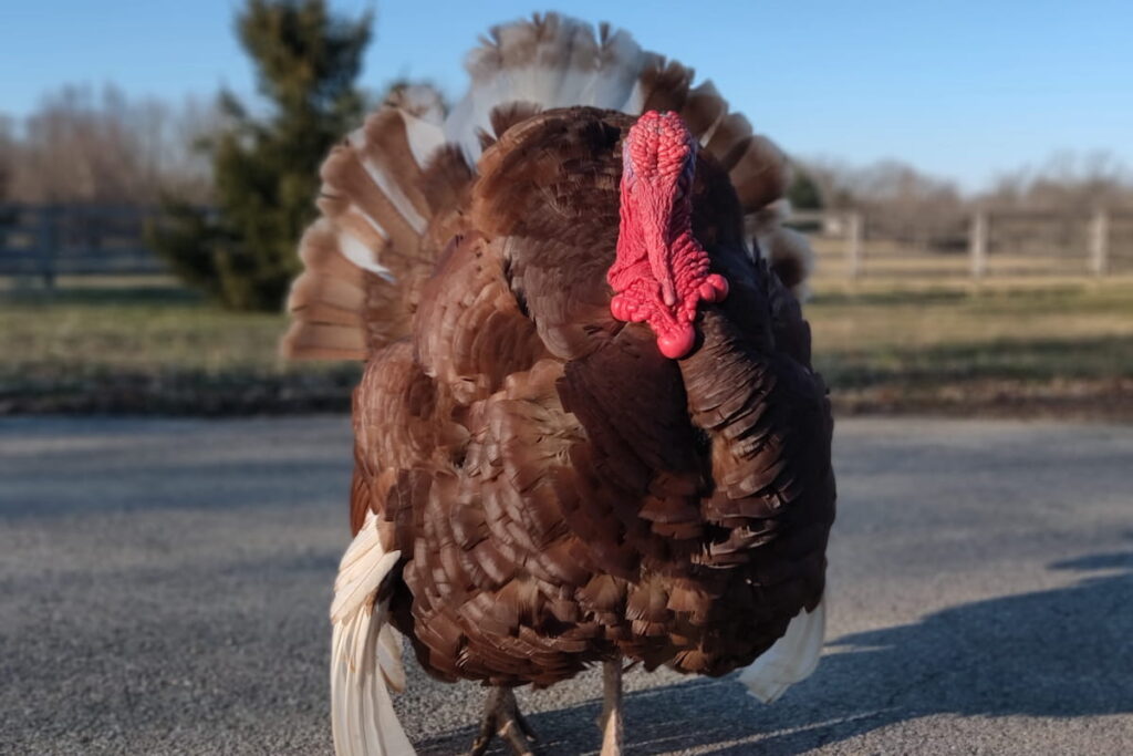 A strutting Bourbon Red tom turkey