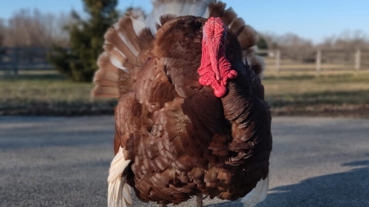 A-strutting-Bourbon-Red-tom-turkey
