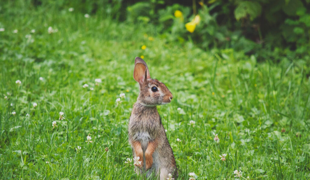 A wild rabbit standing up looking out on green grass 