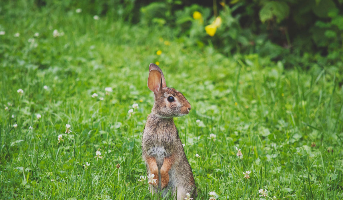 Do Wild Rabbits Bite? (and 4 ways to catch one) Farmhouse Guide