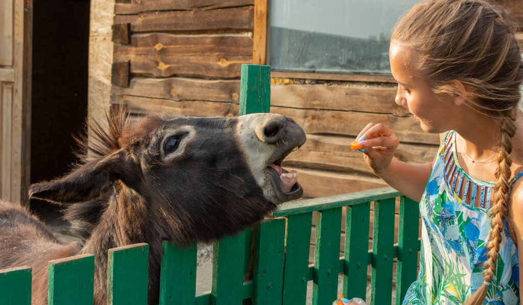 A young woman feeds a donkey with a carrot  