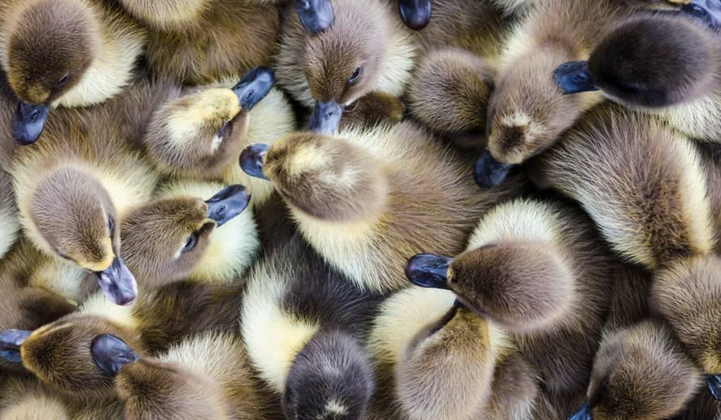 Above view cute pet group baby duck