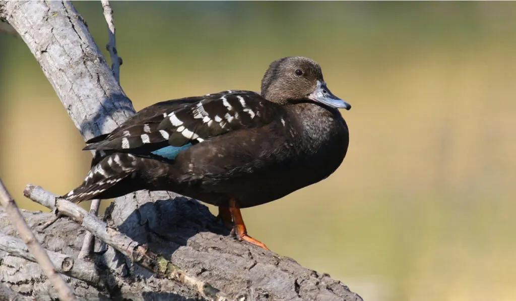 African Black Duck standing on a tree branch 