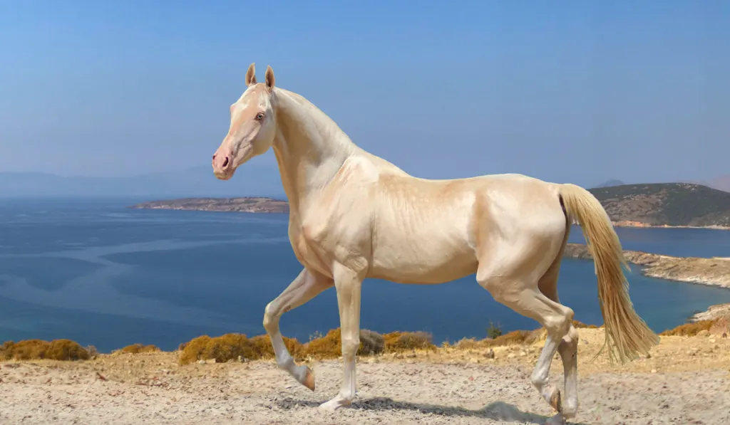 Akhal Teke walking near the cliff