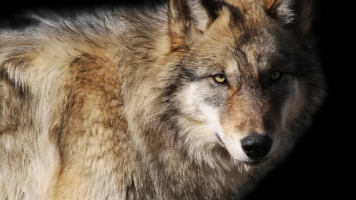 Alaskan-Gray-Wolf