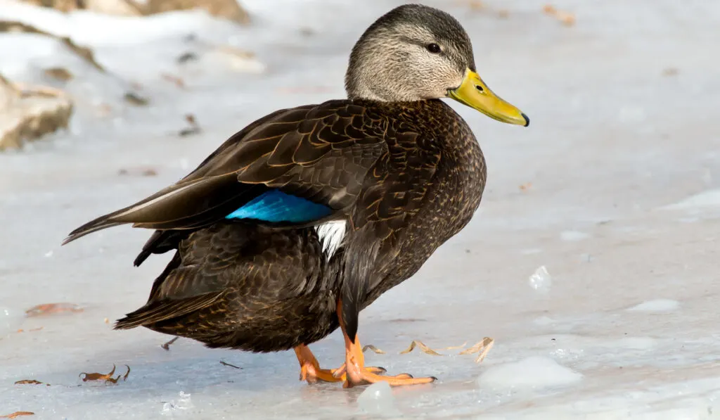 American-Black-Duck-standing-on-ice