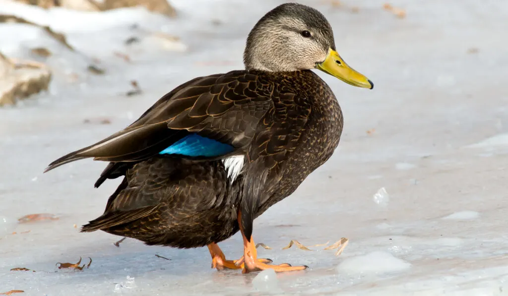 american black duck standing on ice